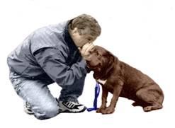 Used Dog Supplies for Sale